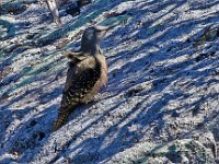 grondspeg (2)  Grondspeg - Ground Woodpecker